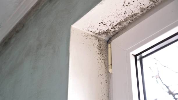 Mold Odor Removal Services in Palmyra, IN